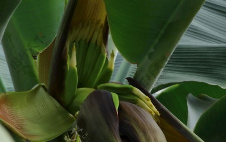 香蕉花蕾图片